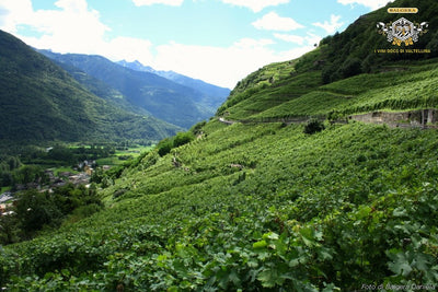 Italian Winemakers Tasting: Balgera and La Staffa